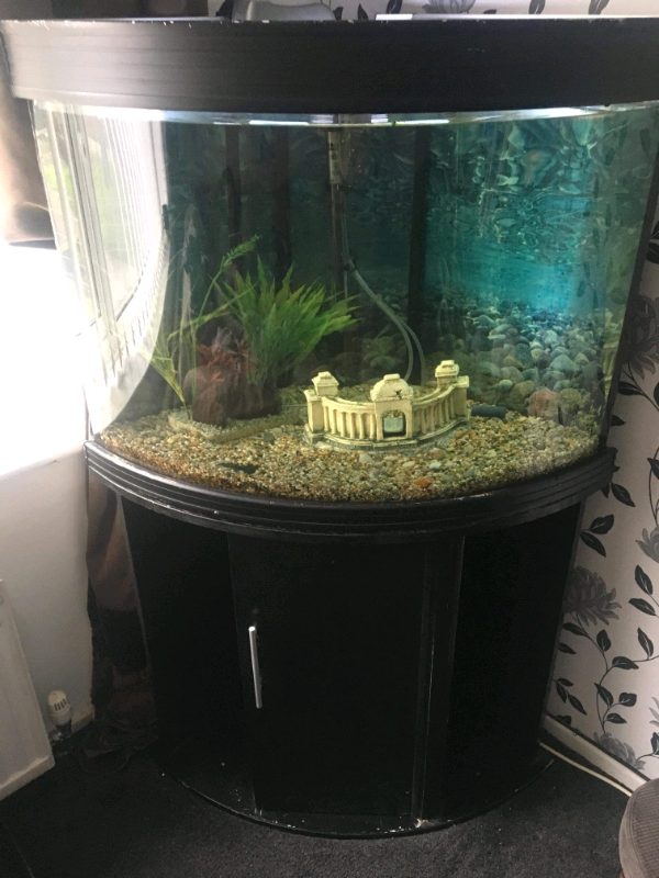 Fish tank full set up in Crewe, Cheshire Gumtree