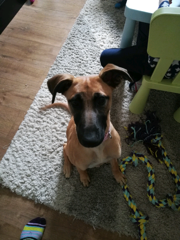 Lurcher puppy for sale | in Elgin, Moray | Gumtree