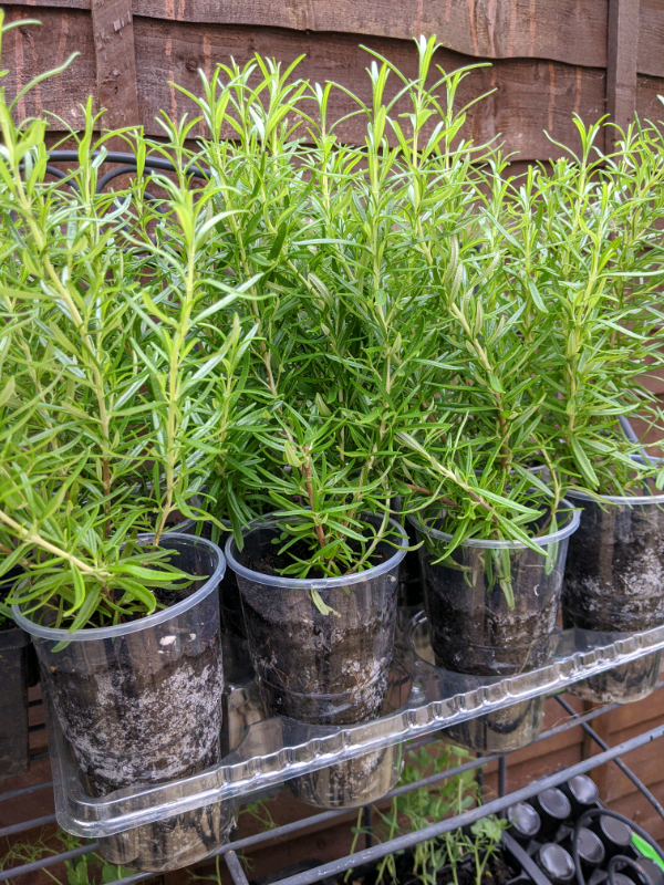 Large ROSEMARY Plants 🌿 in Croydon, London Gumtree