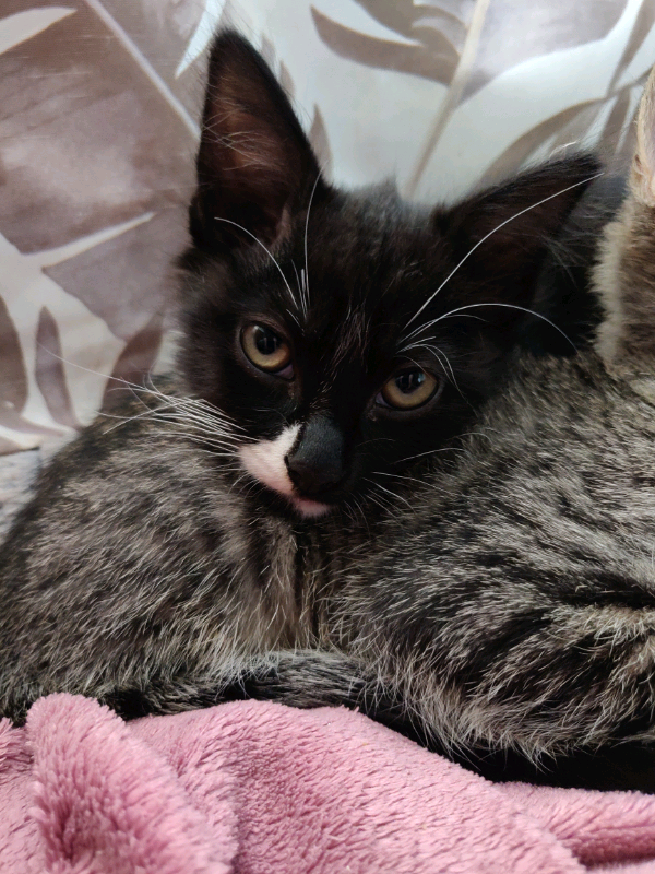 Beautiful kittens looking for a new home in Walthamstow, London Gumtree