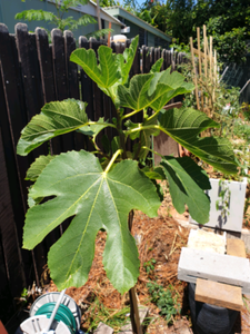 fig tree in white pot