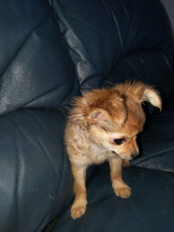 Long hair miniature toy chihuahua puppy | in Islington, London | Gumtree