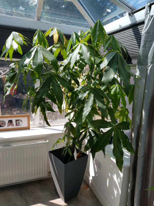Very large indoor plant for sale in South Normanton, Derbyshire Gumtree