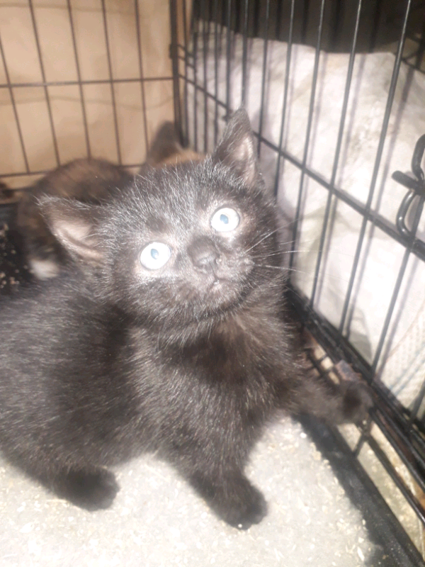 Lovely kittens in Cumnock, East Ayrshire Gumtree