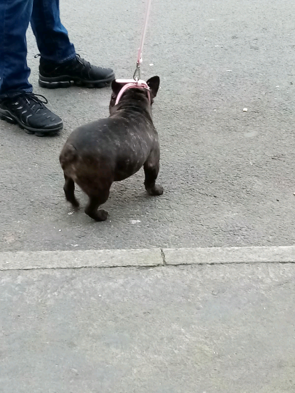 3 Images French Bulldog For Sale Lees Manchester Full Breed
