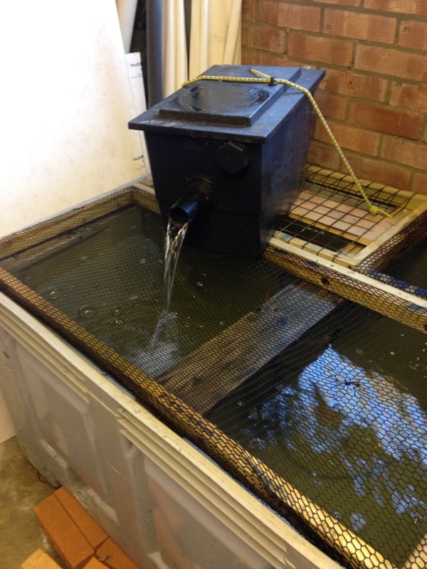 Koi Pond Fish Quarantine Vat Grow On Setup Pump Air Pump Filter 20 Koi