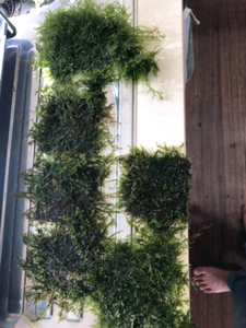 Java moss Christmas moss flame moss thaiwon weeping | Fish | Gumtree