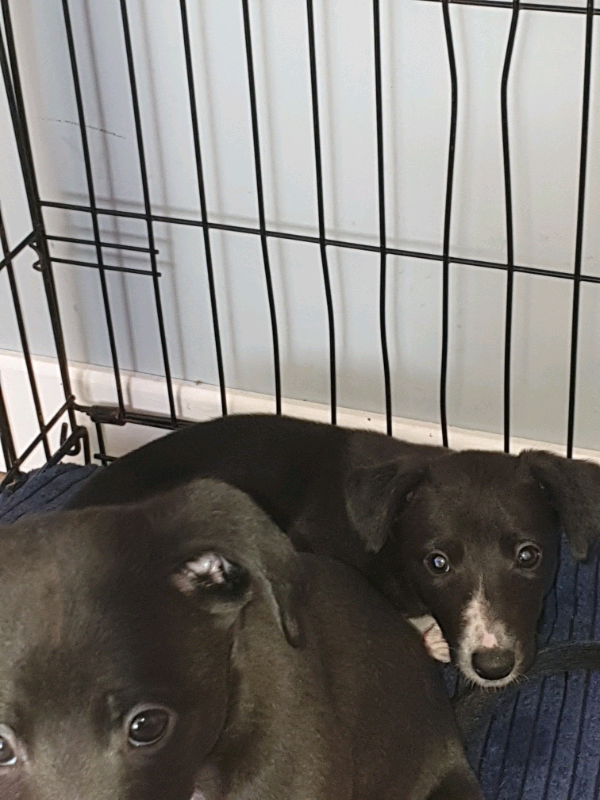 Male And Female Whippet Puppies In Tullibody Clackmannanshire