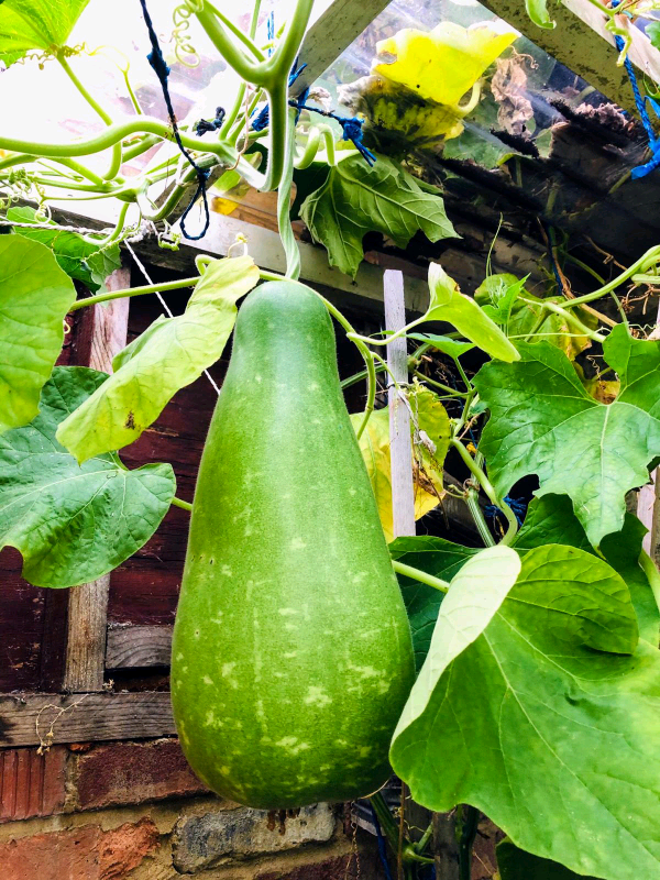 Bangla Gourd/ Khodu Vegetable Organic Natural Home grown in Newham
