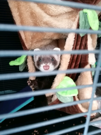 1 Jill (female) baby ferret 14 weeks 