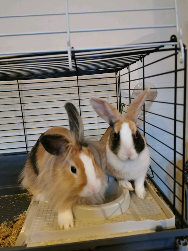 2 X Gorgeous Girl Bunnies In Southampton Hampshire Gumtree