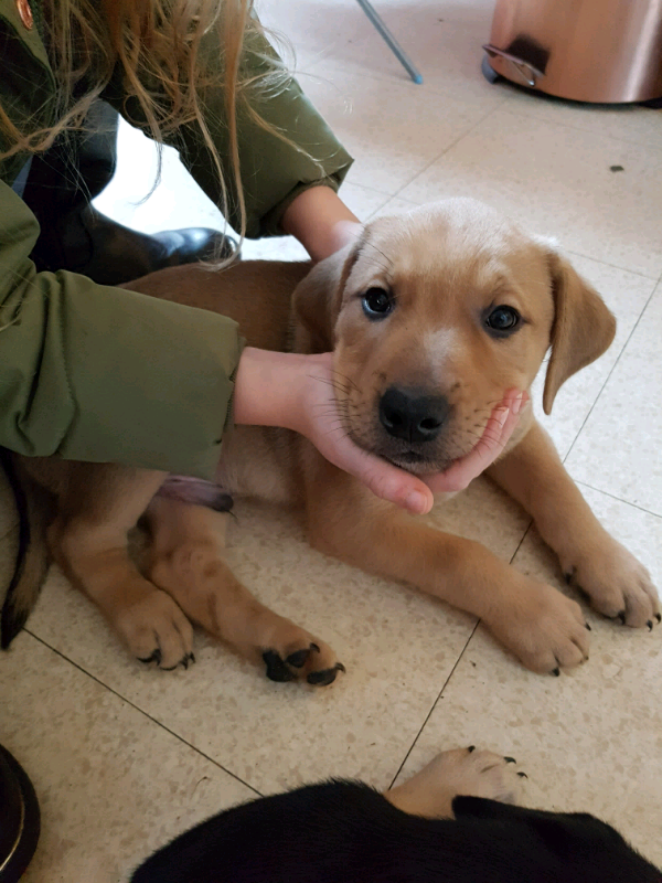 2 male puppies X breed huntaway x collie x lab x staff in Colchester