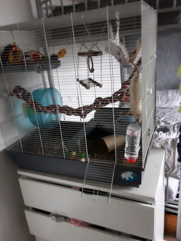 2 x dumbo rats and large cage in Morpeth, Northumberland Gumtree