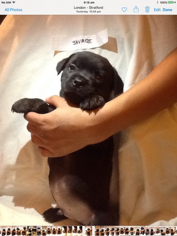 Staffweiler puppies 7boys £250.00 each 5girls £300.00 each in