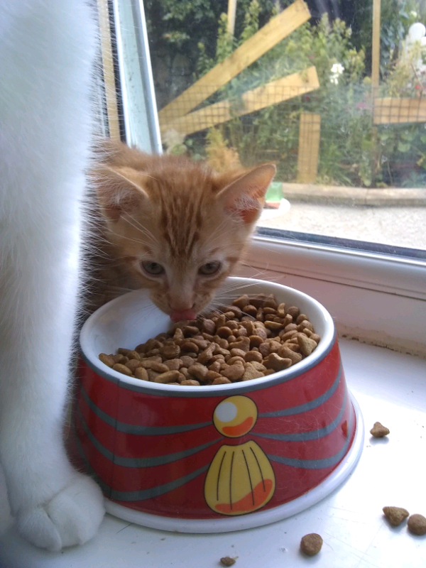 Kittens for good homes | in Fforestfach, Swansea | Gumtree