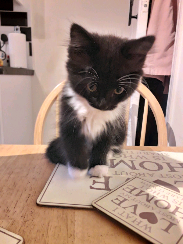 Kittens | in Sheerness, Kent | Gumtree