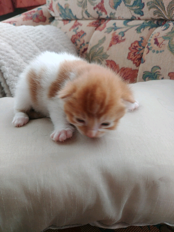 Kittens For Sale
