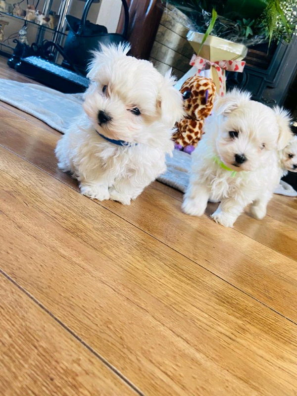kennel pups