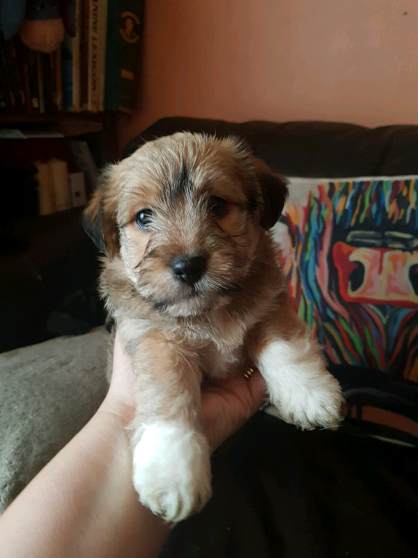 Jack Russell X Lhasa Apso Puppies In High Wycombe