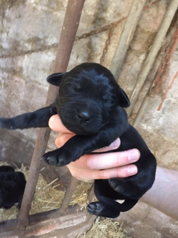 Genuine Rottador puppies for sale! in Shropshire Gumtree