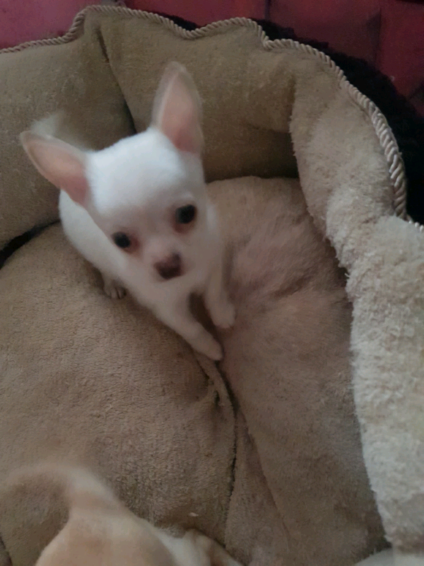 Chihauhau puppy 425 ono in Stalybridge, Manchester Gumtree