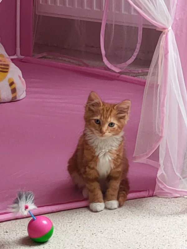 Ginger kitten in Edinburgh City Centre, Edinburgh Gumtree