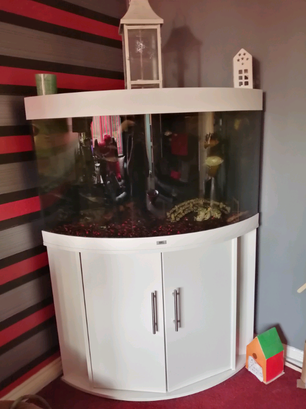 190ltr corner fish tank in Tullibody, Clackmannanshire Gumtree