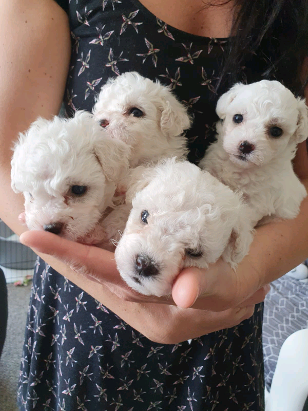 Bichon Frise Puppies in Kilmarnock, East Ayrshire Gumtree