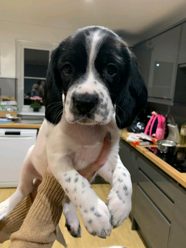 Beagle x Springer Spaniel Puppy | in Lifton, Devon | Gumtree