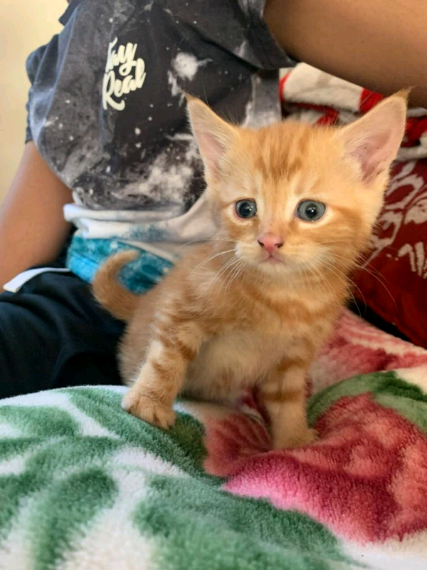 Male kitten SOLD | in Oldham, Manchester | Gumtree