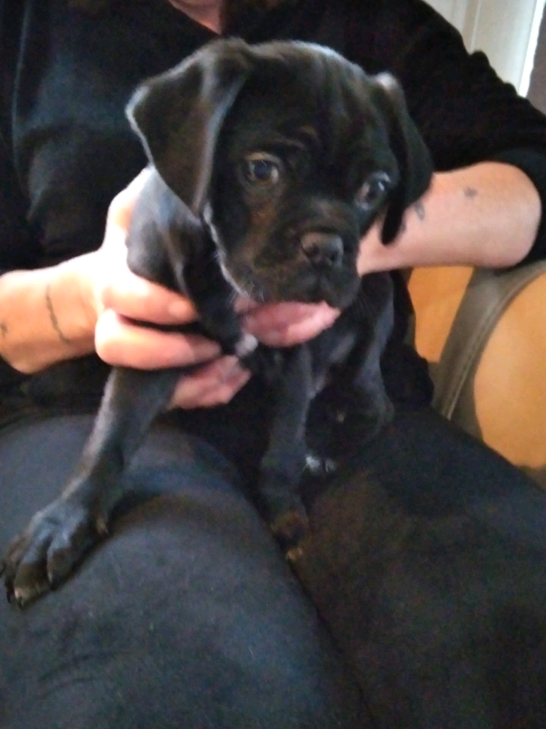 3 4pug Puppies For Sail In Chelmsford Essex Gumtree