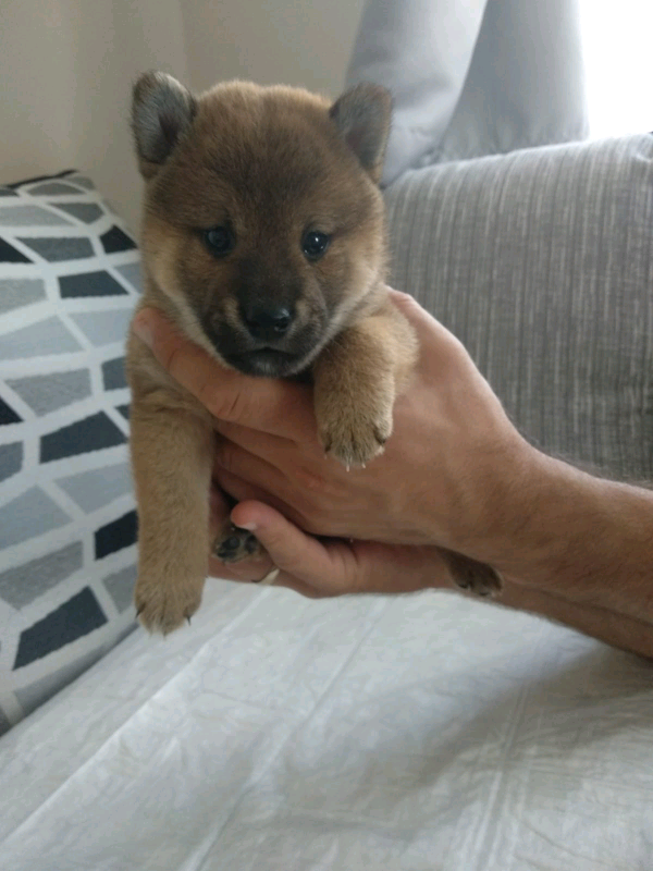 Japanesse Shiba Inu Puppies In Sheffield South Yorkshire Gumtree