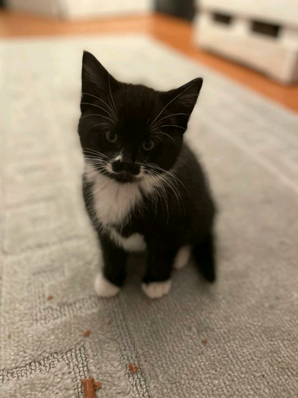 Lovely Kittens for sale in Coventry, West Midlands Gumtree