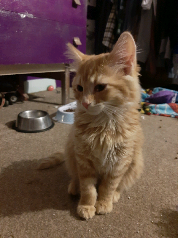 Long hair ginger female kitten in Hereford, Herefordshire Gumtree