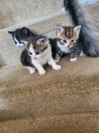 10 Best Cats And Kittens Cats Kittens In 2020 Kittens Blue Cats Cute Animals