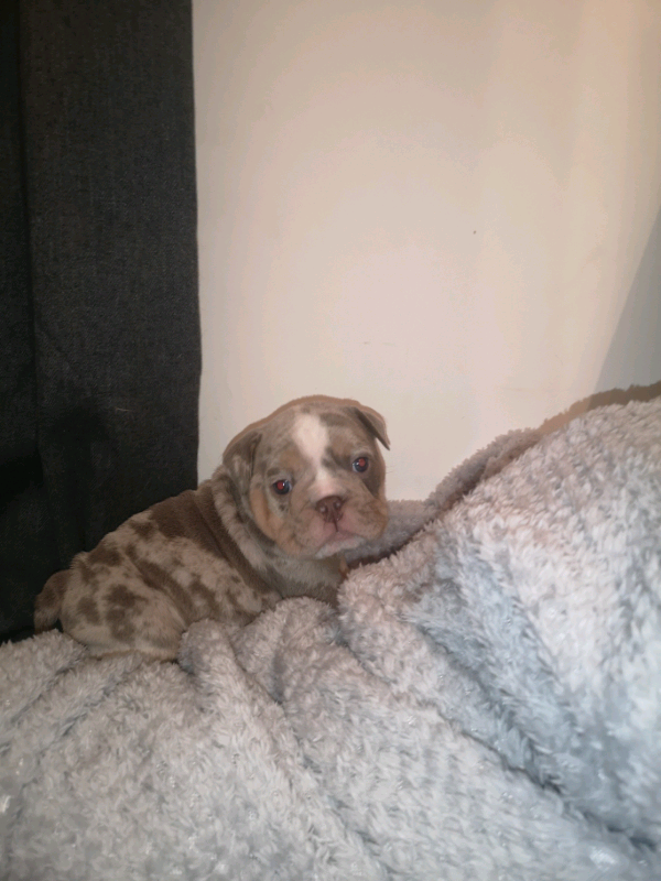 British Bulldog Puppies In Plymouth Devon Gumtree