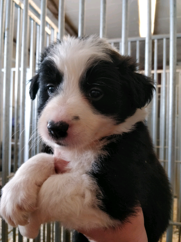 Border collie puppies in Workington, Cumbria Gumtree