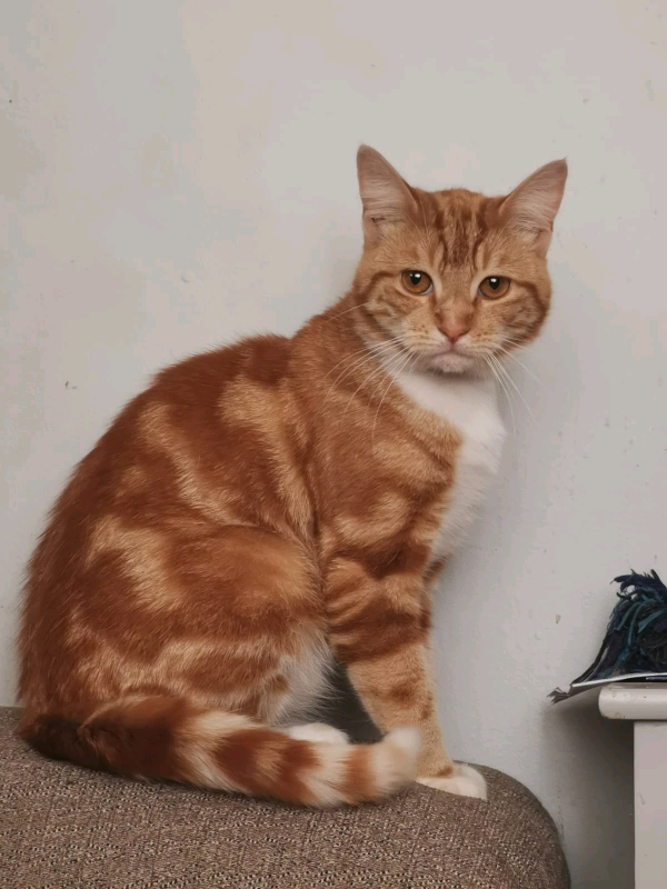 Ginger kitten hermaphrodite in Bromley, London Gumtree