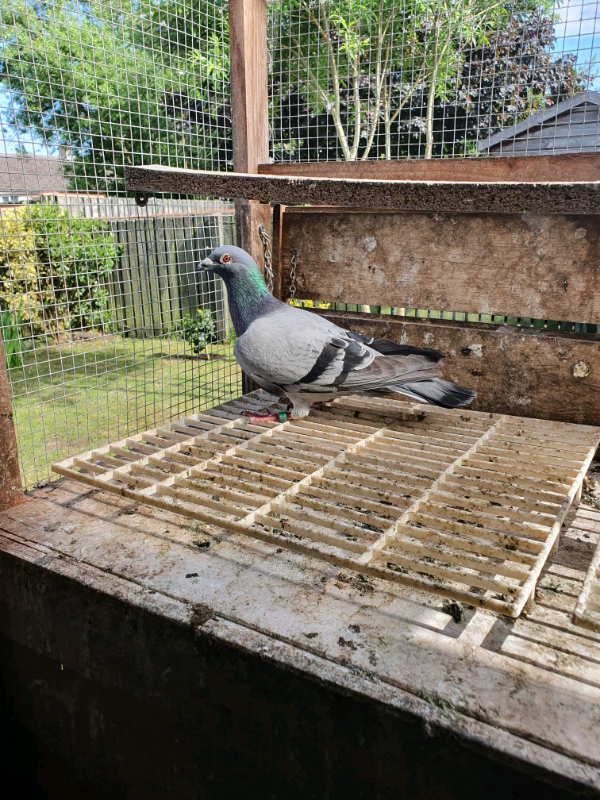 Portuguese racing pigeons for sale in Bradford, West Yorkshire Gumtree