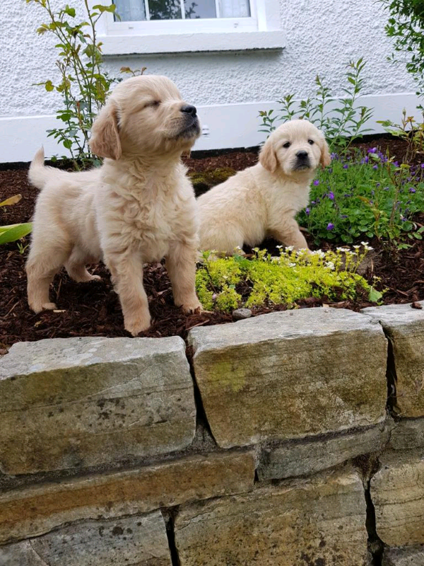 Golden retriever puppies in Doncaster, South Yorkshire Gumtree