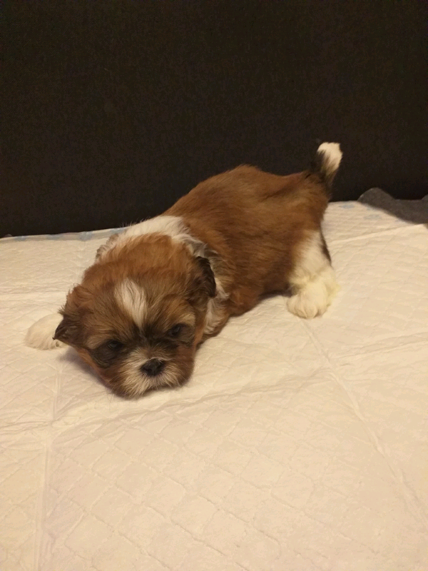 Shih Tzu Puppies In Barrhead Glasgow Gumtree