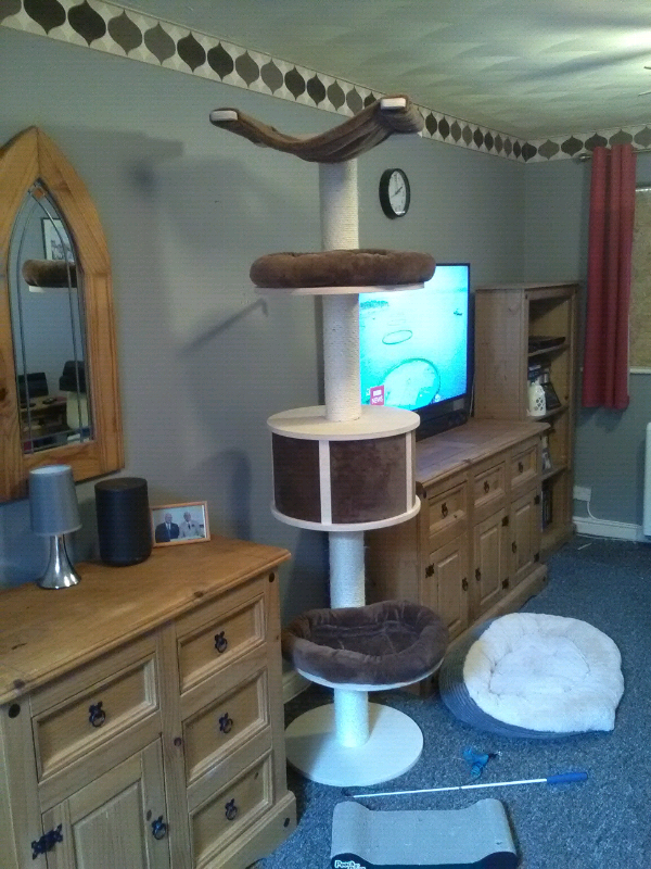 Floor to ceiling cat tree | in Weston-super-Mare, Somerset ...