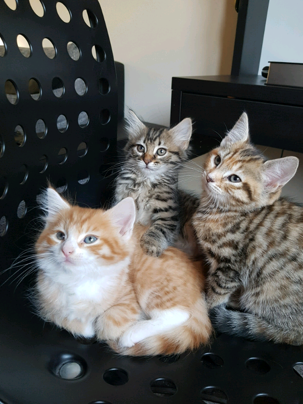 Maine Coon Cross kittens in Leytonstone, London Gumtree