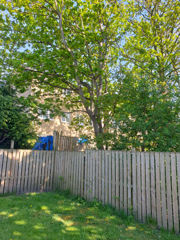 Free big tree in Bradford, West Yorkshire Gumtree