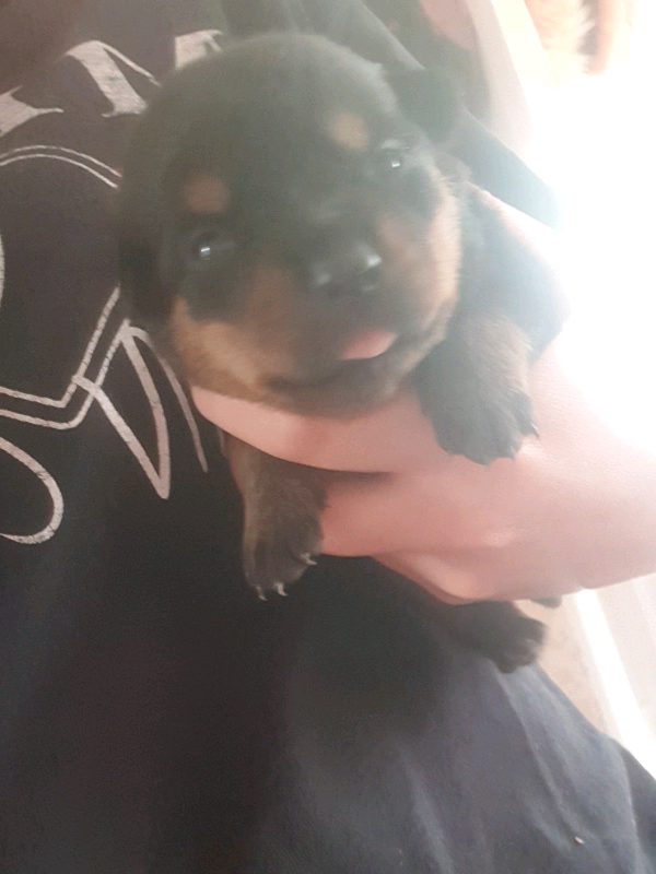 Cats Dogs Foods Weddings Puppy Training Puppies Dog Training