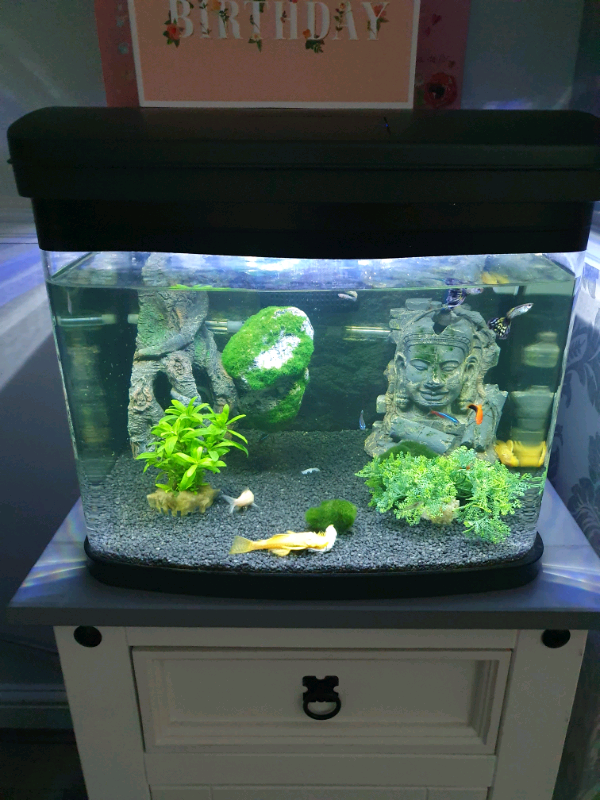 Tropical fish tank complete set up in Canvey Island, Essex Gumtree