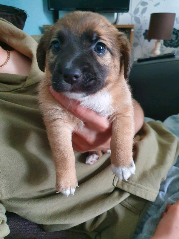 Miniature jack Russel puppies in Penrith, Cumbria Gumtree