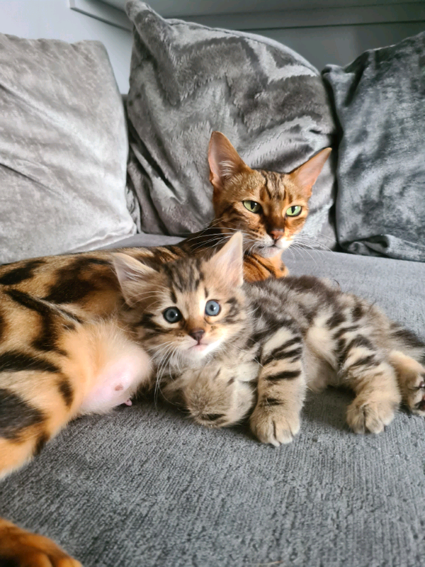 Beautiful bengal cross kittens in Cullompton, Devon Gumtree