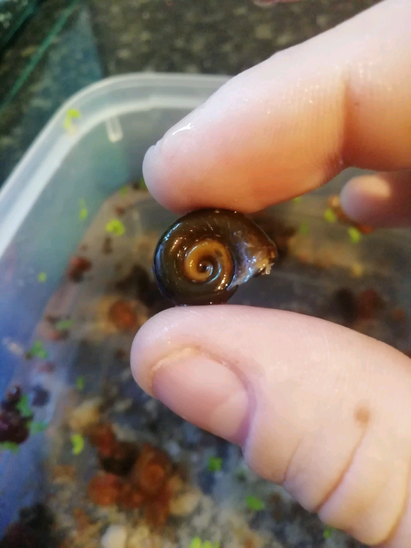 Ramshorn snails in Bracknell, Berkshire Gumtree