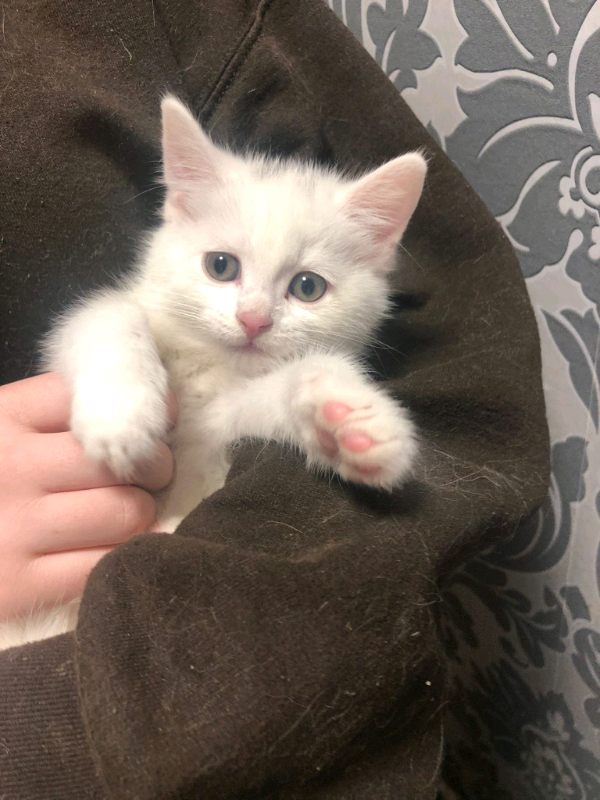 3 beautiful maine coon cross British short hair kittens ready to go